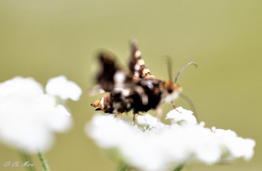  Sphinx pygmee (thyris fenestrella) 