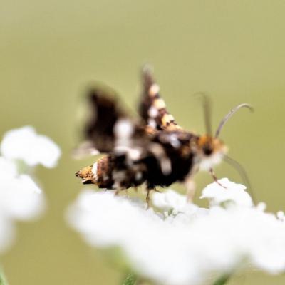  Sphinx pygmee (thyris fenestrella) 