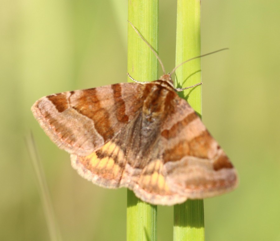 La doublure jaune ( euclidia glyphica)