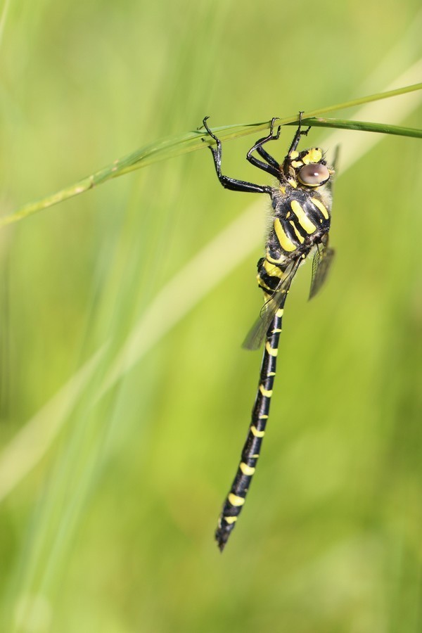 Libellule (Anisoptera) corduligastre boltonii