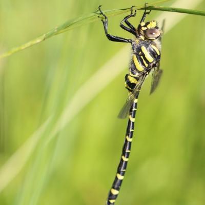 Libellule (Anisoptera) corduligastre boltonii