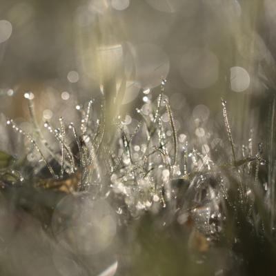 Expo J.h Lartigue de l'Isle Adam 2016 Monde mystérieux= 1è place