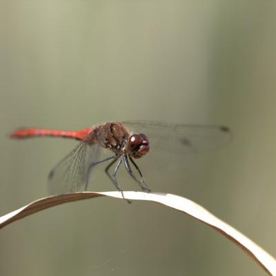 Libellule (Anisoptera)