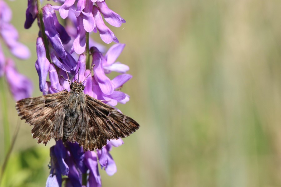 Hespéride de l'alcée où La grisette (Carcharodus alceae)