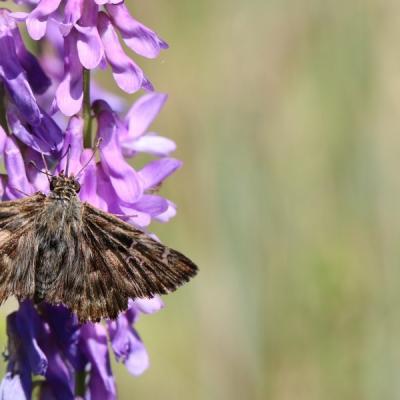 Hespéride de l'alcée où La grisette (Carcharodus alceae)