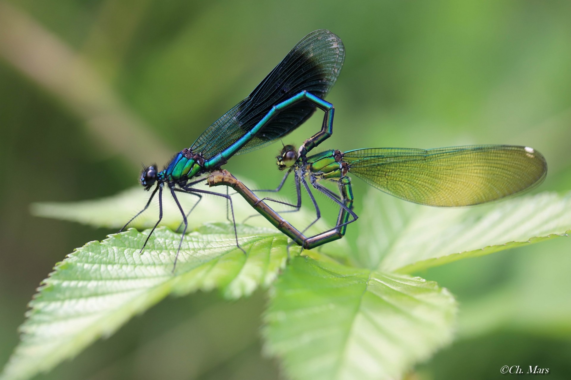 Coeur copulatoire Calopteryx Vierge (caloptéryx virgo)