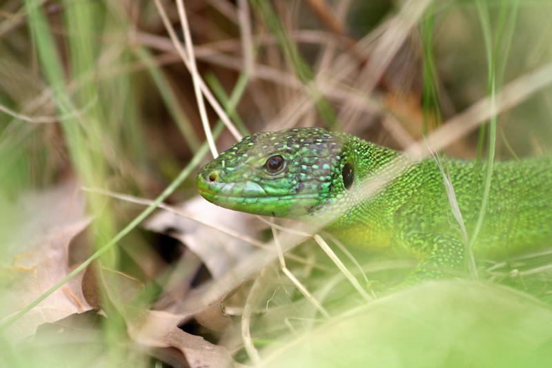 Lézard vert