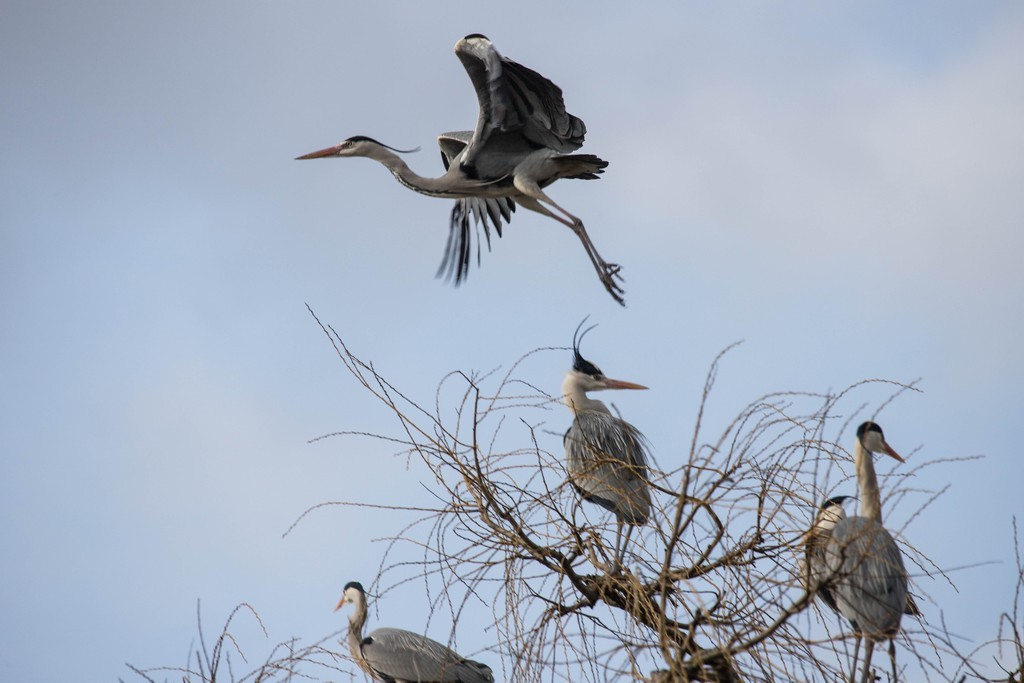  Héron cendré (Ardea cinerea)