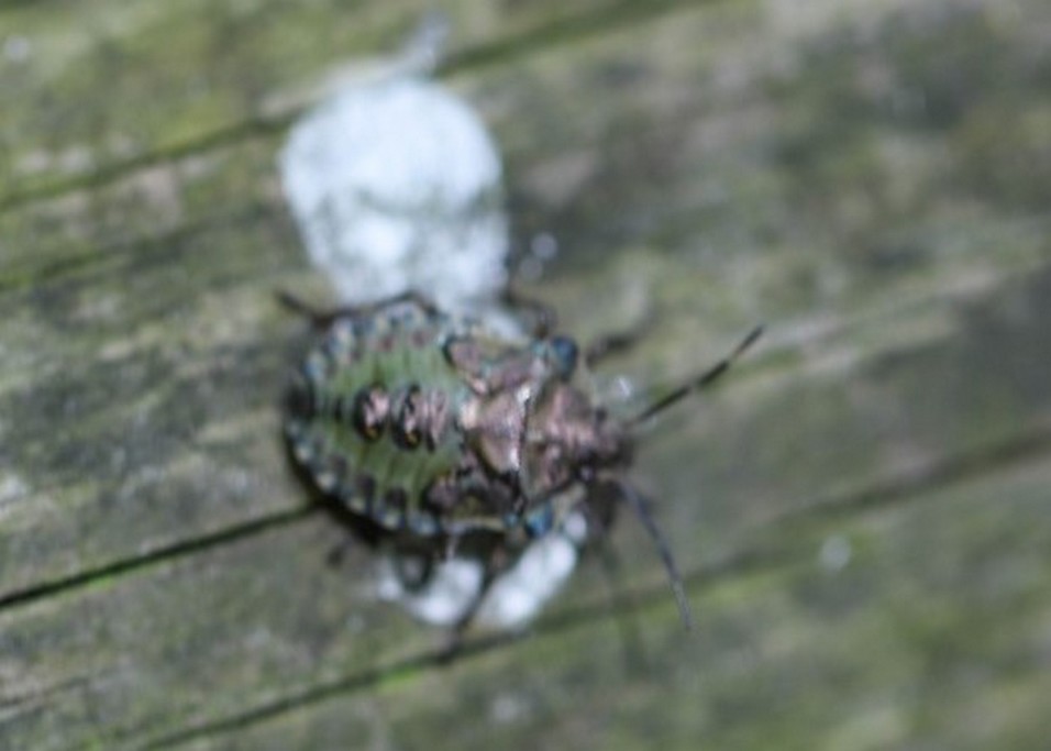 La punaise nébuleuse ( rhaphigaster nebulosa)