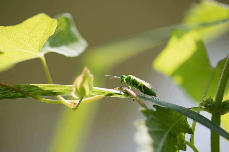 Tenthrède verte (Rhogogaster viridis)