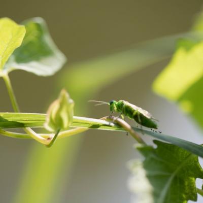 Tenthrède verte (Rhogogaster viridis)