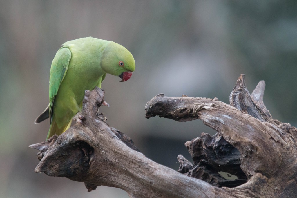  Perruche à collier (psittacula krameri)