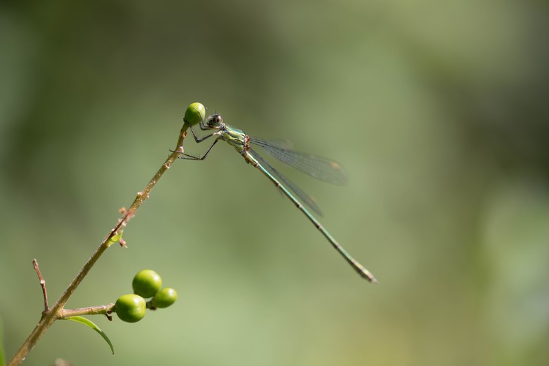 Demoiselle (Zygoptera)