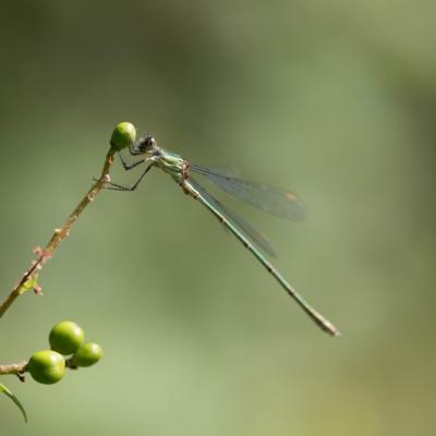 Demoiselle (Zygoptera)