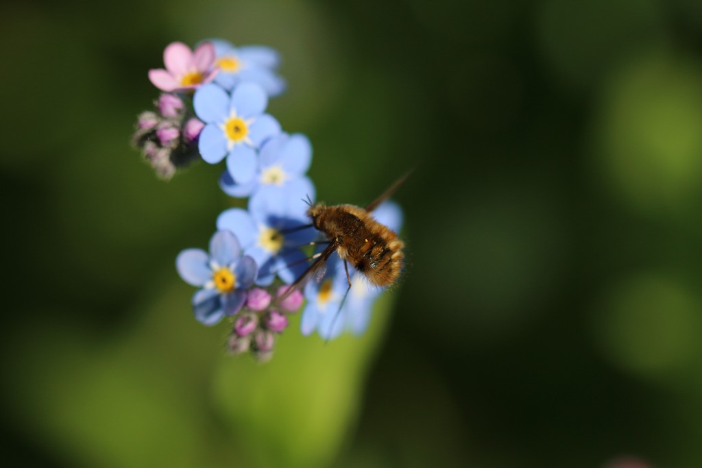 Grande Bombyle (Bombylius major)