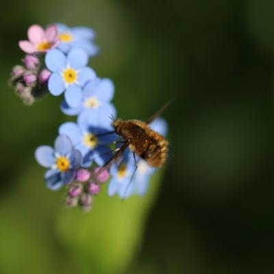 Grande Bombyle (Bombylius major)