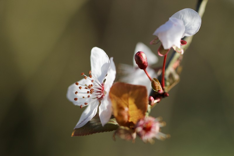 Prunus (Prunus spinosa)