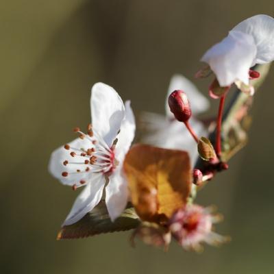 Prunus (Prunus spinosa)