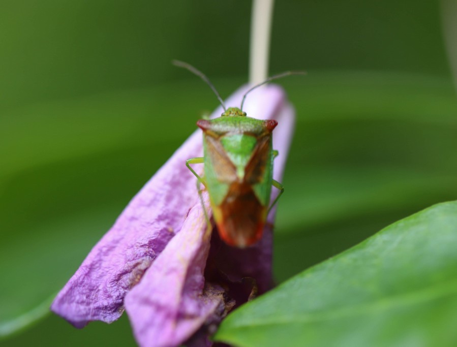 La punaise de l'aubépine (acanthosoma haemorrhoidale