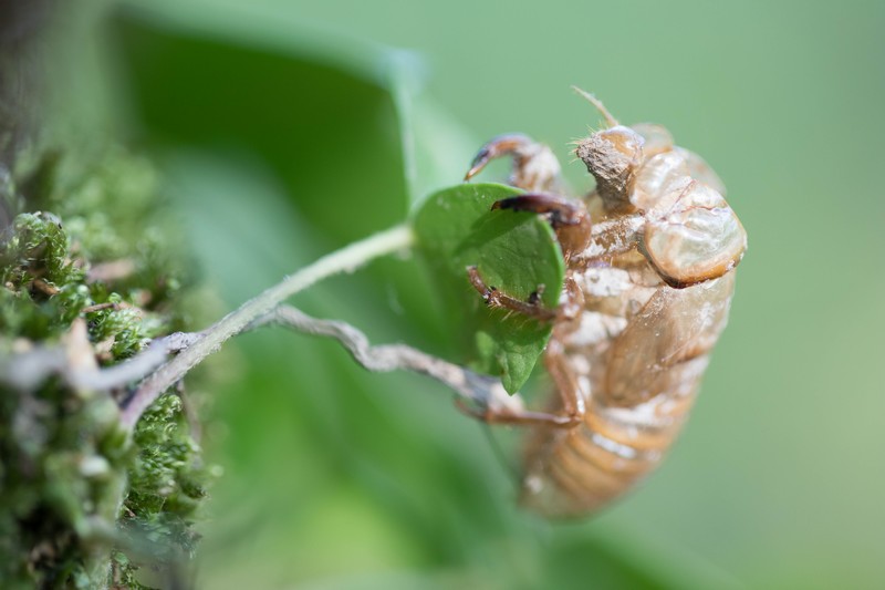 Exuvie de la Cigale Grise (cicada orni)