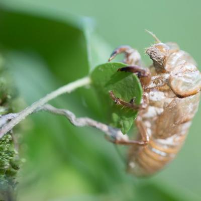 Exuvie de la Cigale Grise (cicada orni)