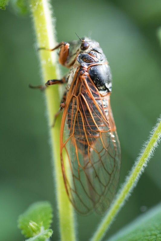 Cigale rouge (Tibicina haematodes)