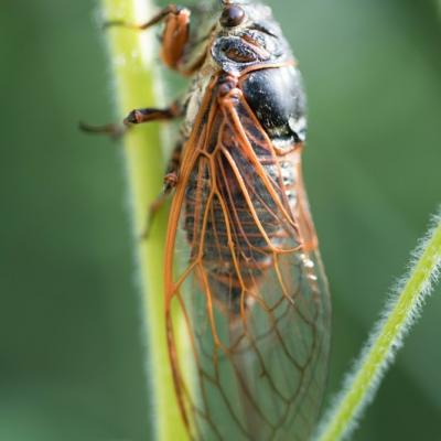 Cigale rouge (Tibicina haematodes)