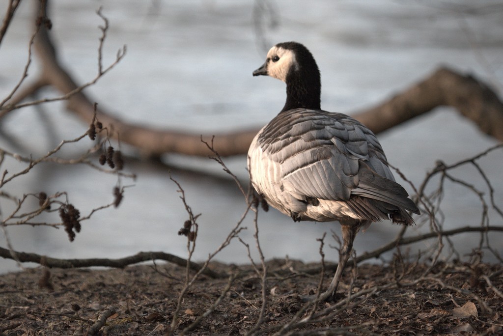 Bernache Nonnette (Branta leucopsis)