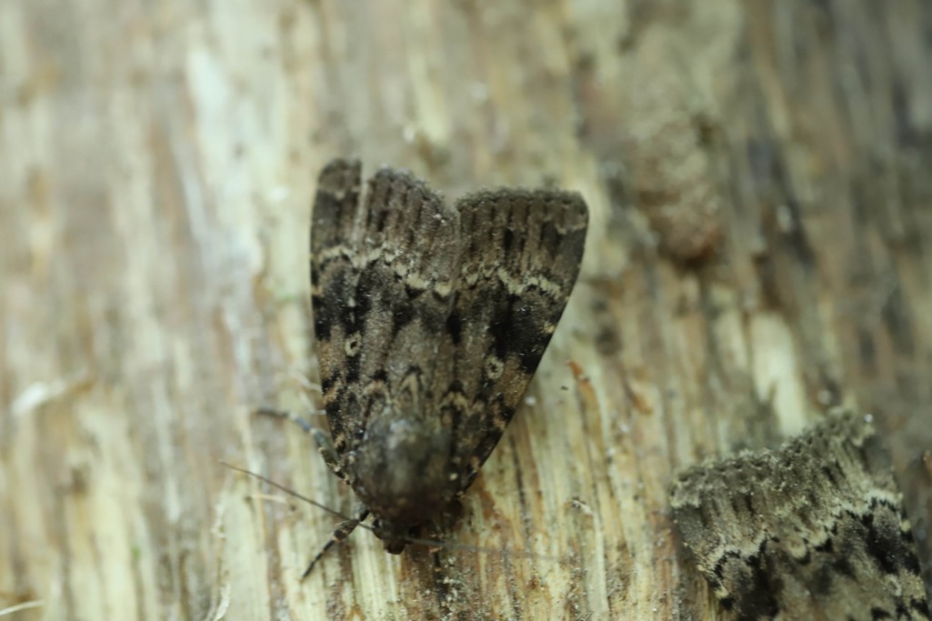 Img 0287 la noctuelle cuivree (amphipyra pyramidea )