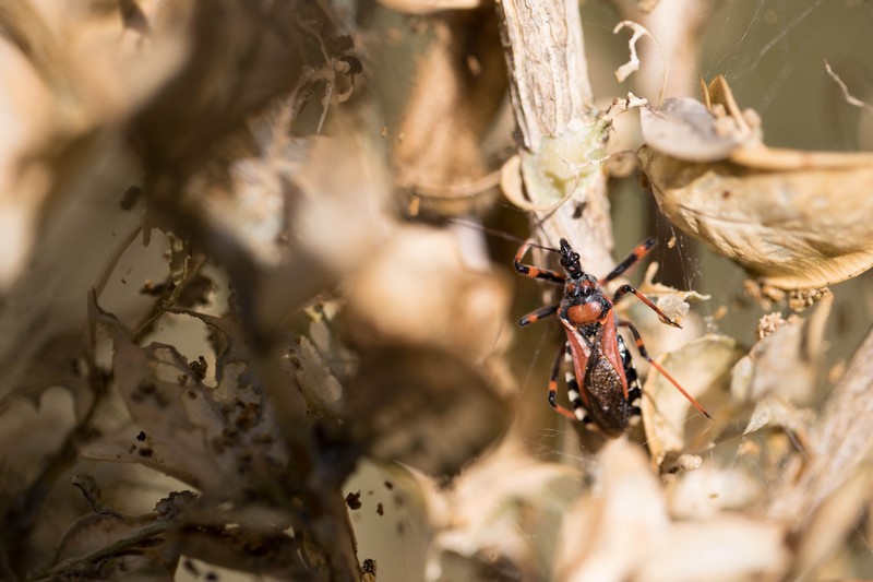 réduve (punaise carnassière)