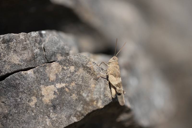 Sauterelle Oedipoda caerulescens (Orthoptera)