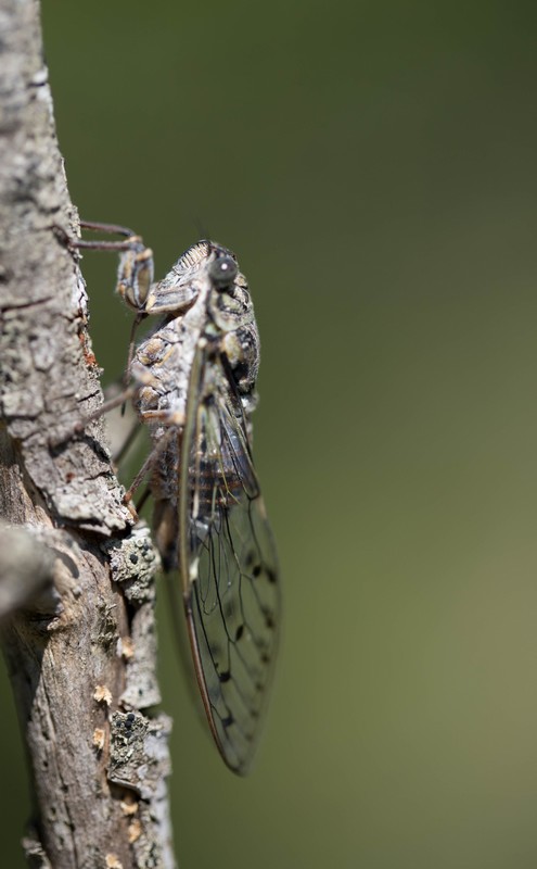 Cigale grise (Cicada orni) (Cicadidae )