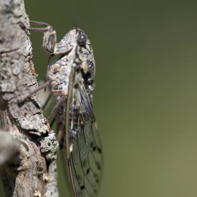 Cigale grise (Cicada orni) (Cicadidae )