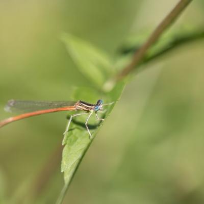 Demoiselle (Zygoptera)