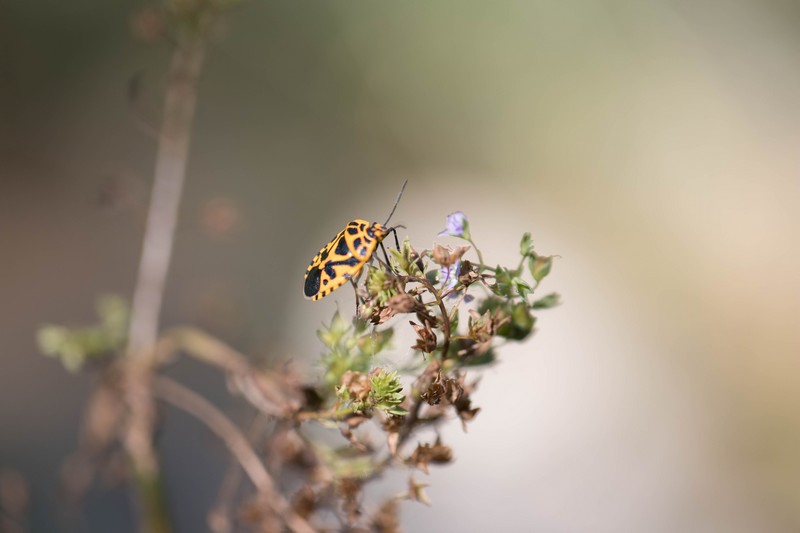 Punaise du chou (Eurydema ventralis)