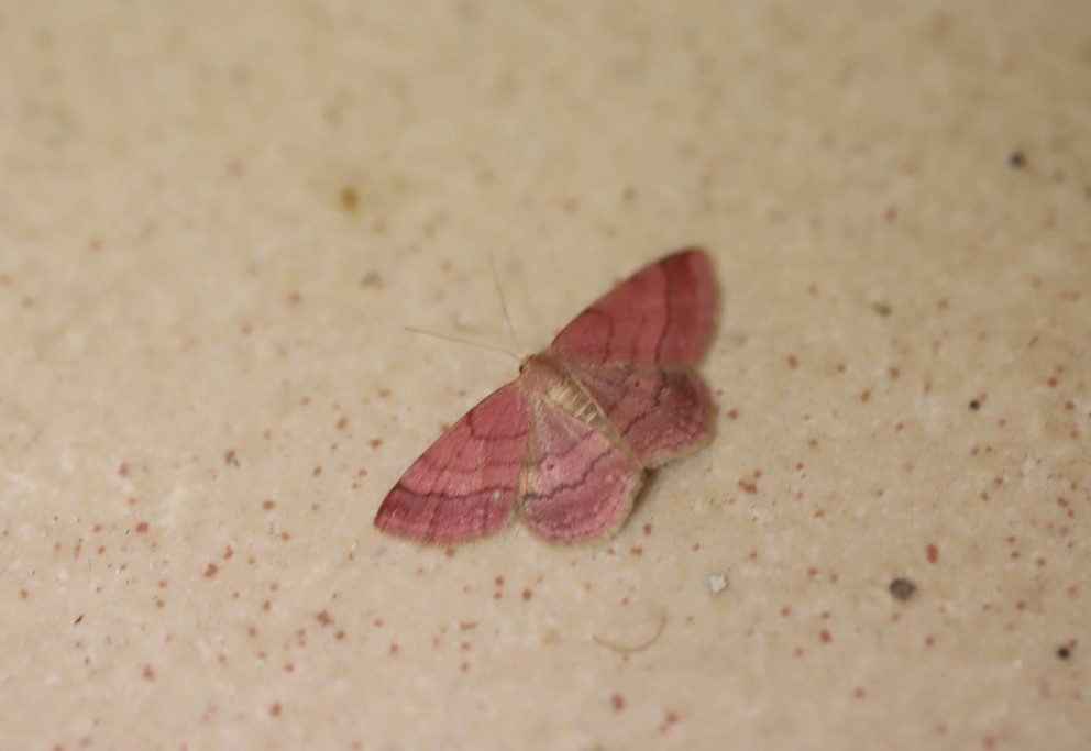 Img 0435 Phalène rougeâtre (scopula rubiginata) 