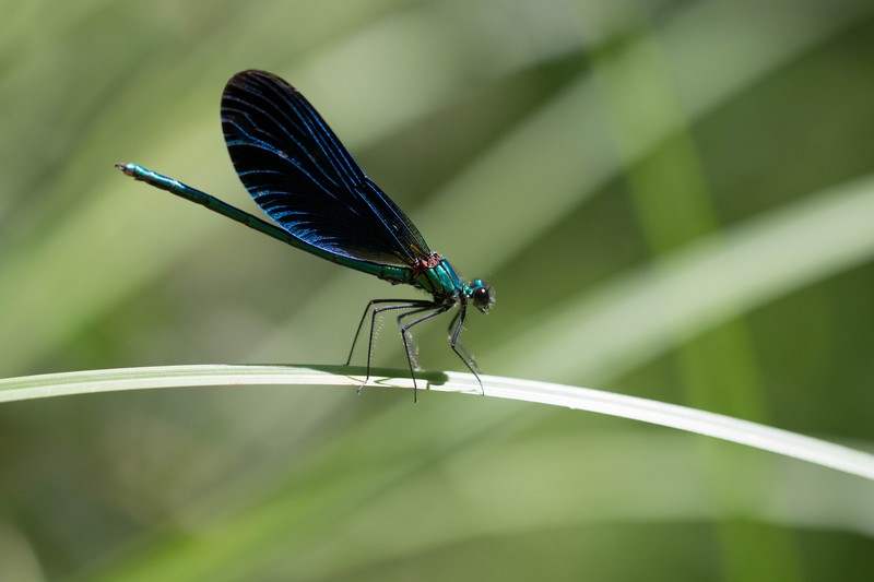 Demoiselle (Zygoptera)