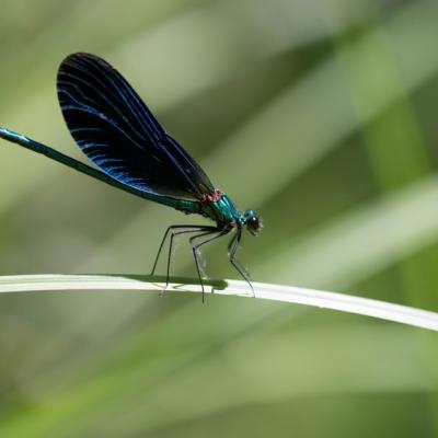 Demoiselle (Zygoptera)