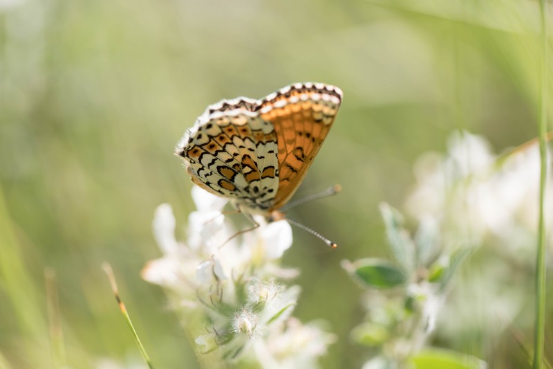 La mélitée du Mélampyre (Mellicta athalia)