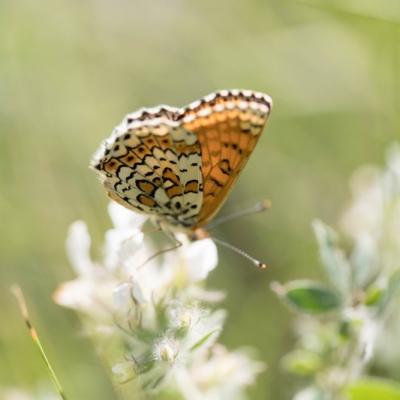 La mélitée du Mélampyre (Mellicta athalia)