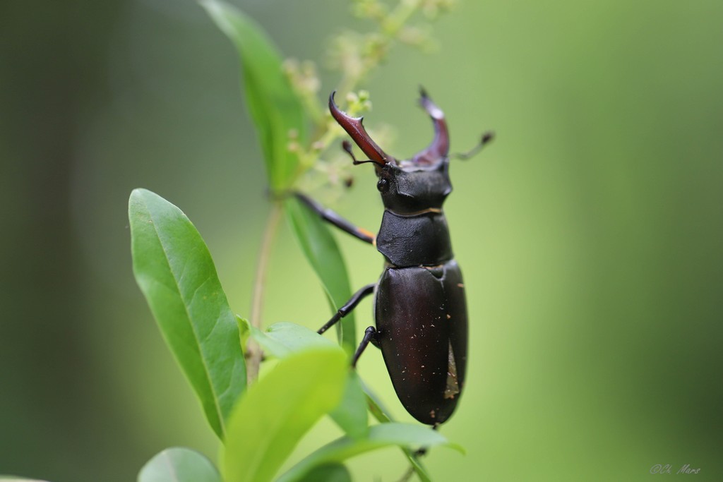 Lucane cerf-volant (lucanus cervus)