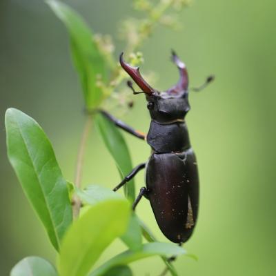 Lucane cerf-volant (lucanus cervus)