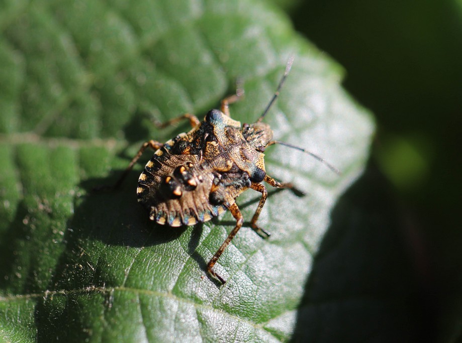 Punaise à pattes rousses ( pentatoma rufipes)