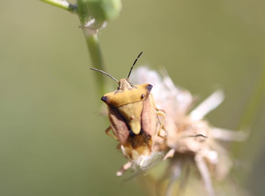 Une des punaise des céréales( carpocoris fuscispinus