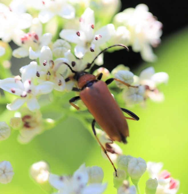   Lepture rouge (stictoleptura rubra) 