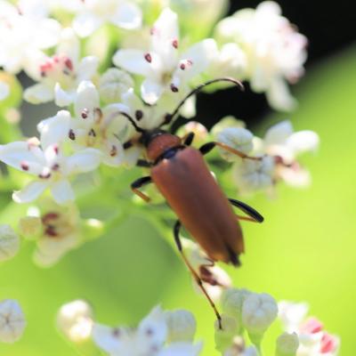   Lepture rouge (stictoleptura rubra) 