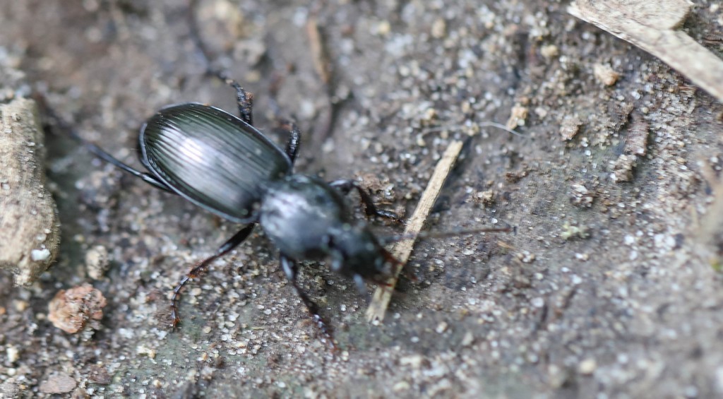   Pterostichus ovale (pterostichus madidus) 