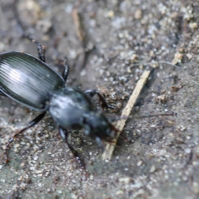   Pterostichus ovale (pterostichus madidus) 