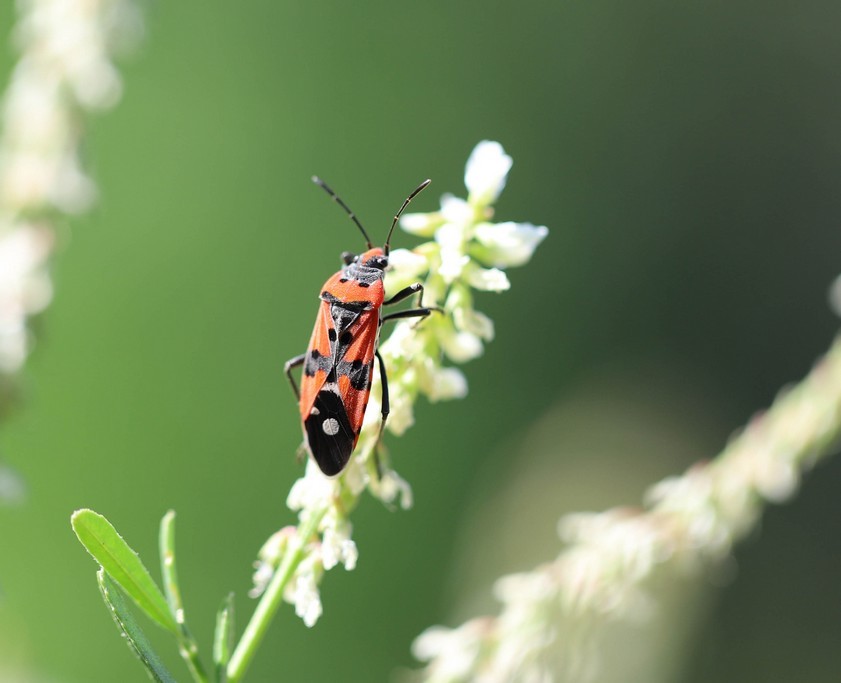 La punaise écuyère  ( lygaeus equestris)