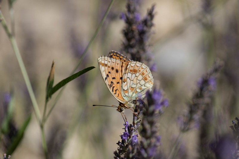 Le Tabac d'Espagne (Argynnis paphia)